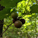 Wild Muscadine