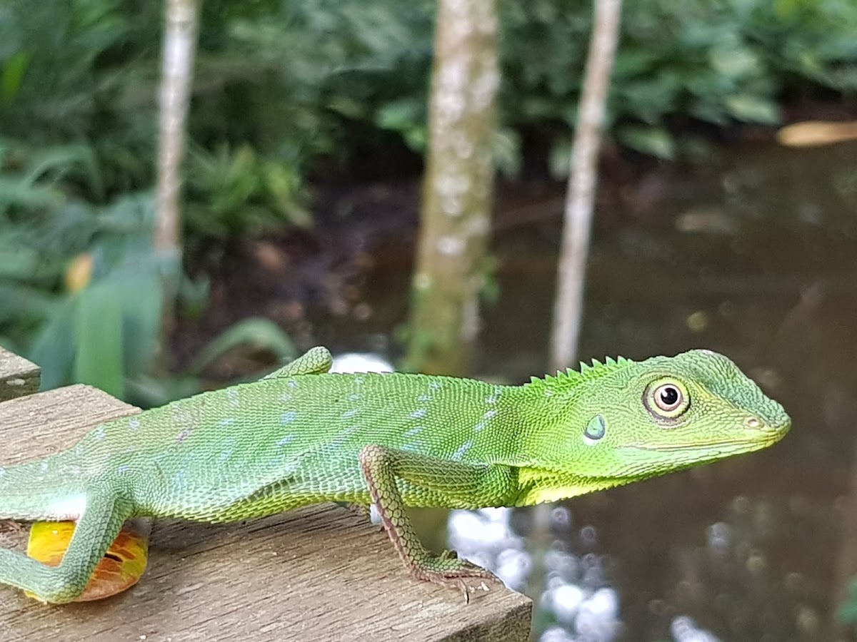 Green crested lizard