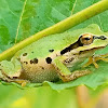 Pacific tree frog