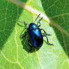 Cobalt milkweed beetle