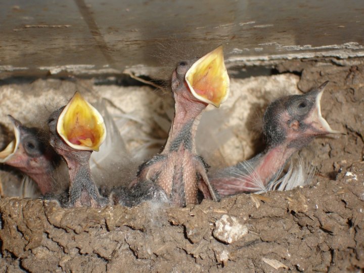 Siamo piccoli... di niatillo