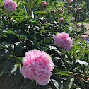 Peony