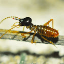 Termite