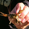 Crayfish