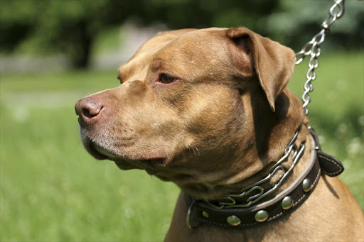 Pitbull with chain on its neck - Stock image