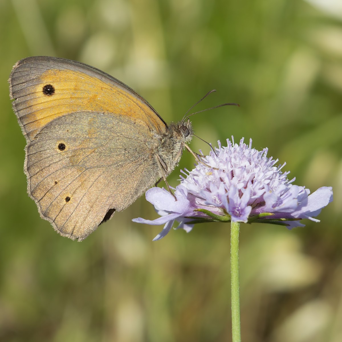 Meadow Brown