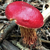 Frost's Bolete