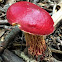 Frost's Bolete