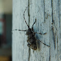 Longhorn Beetle