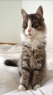 How to get Cats Jigsaw Puzzle lastet apk for laptop