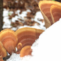 Turkey Tail