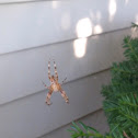 Cross Orbweaver