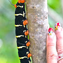 Tetrio Sphinx caterpillar