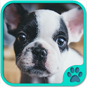 Cute Dog Games free 5.55.001 APK Скачать