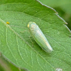 Leafhopper