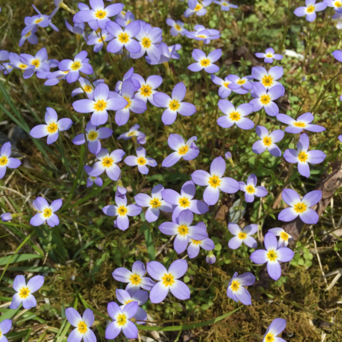 Creeping bluet