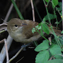 Clamorous reed warbler