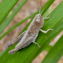 Obscure Grasshopper