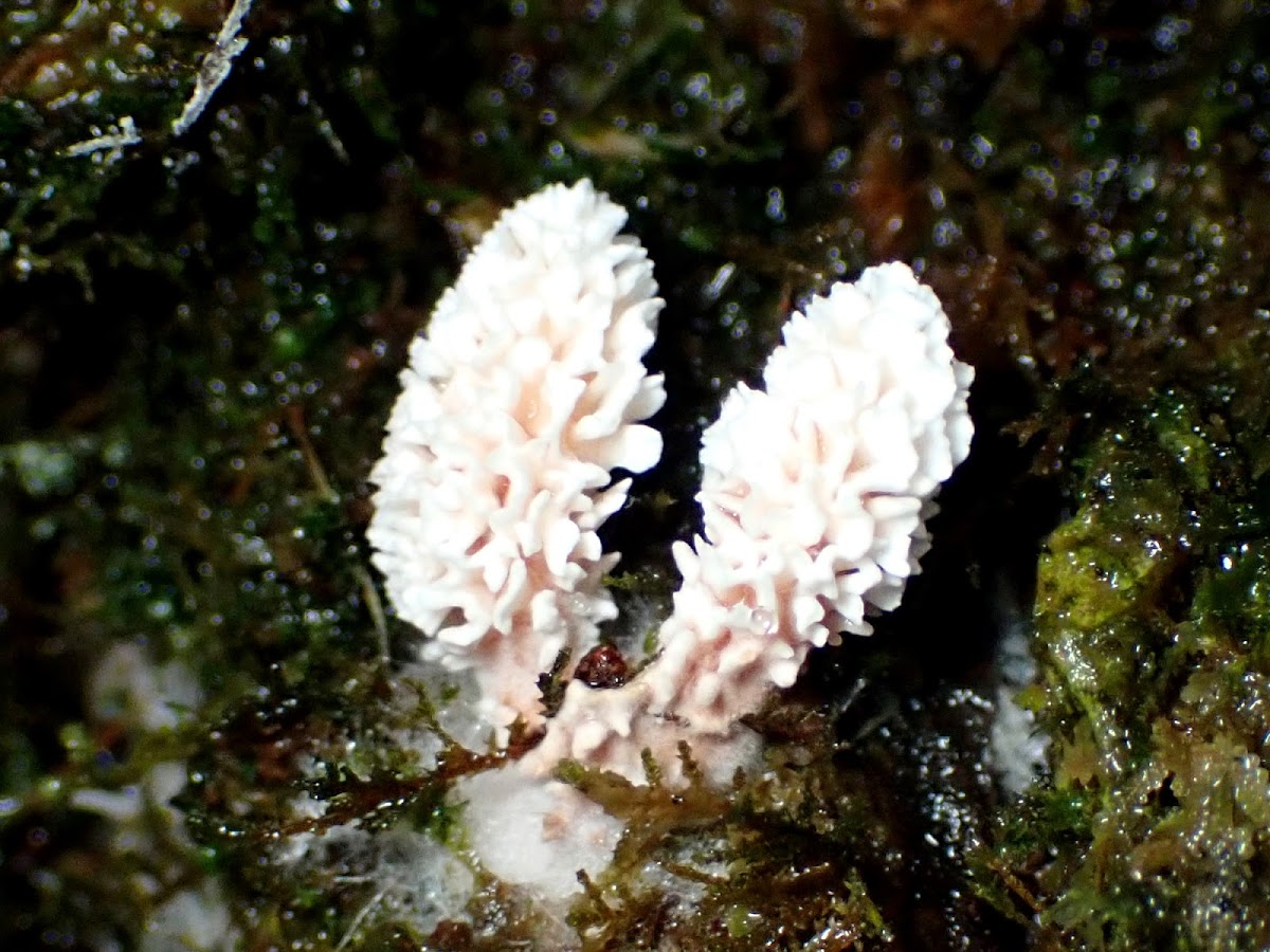 Xylaria anamorph