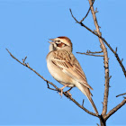 Lark sparrow