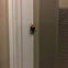 Lady Beetle