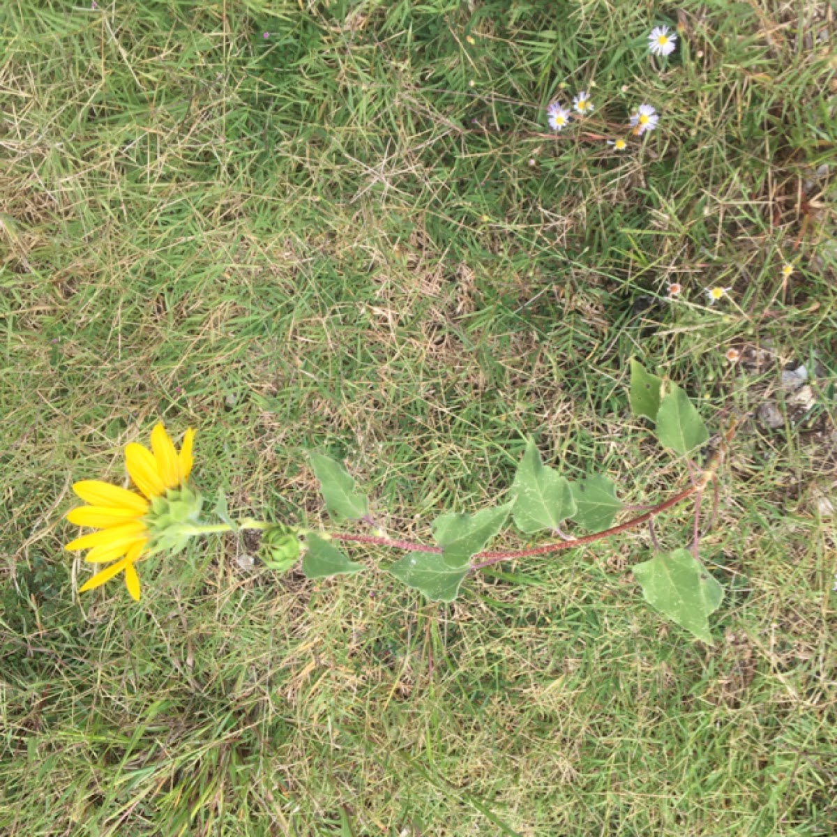 Common Sunflower