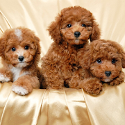 Toy Poodle Dogs Wallpapers 1.0 Icon