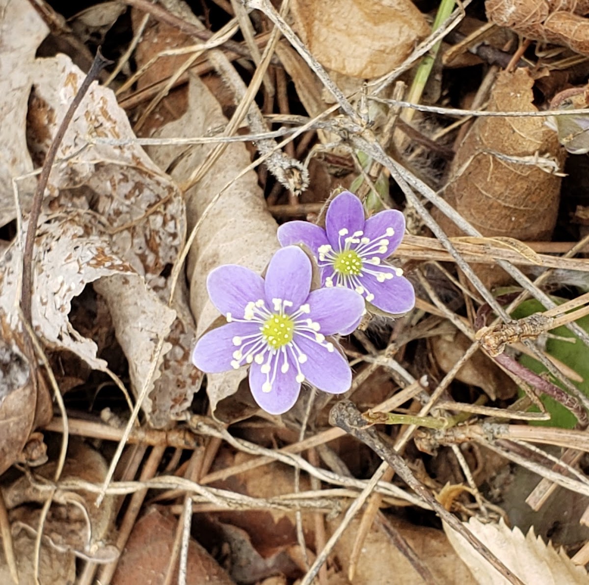 Round-lobed Hepatica