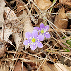 Round-lobed Hepatica