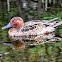 Cinnamon Teal