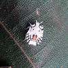 White Stink bug