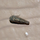 Leafhopper