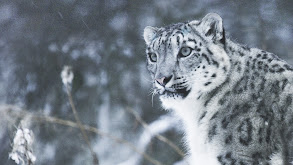 The Secret Lives of Snow Leopards thumbnail