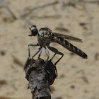 Robber Fly