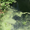 Duckweed