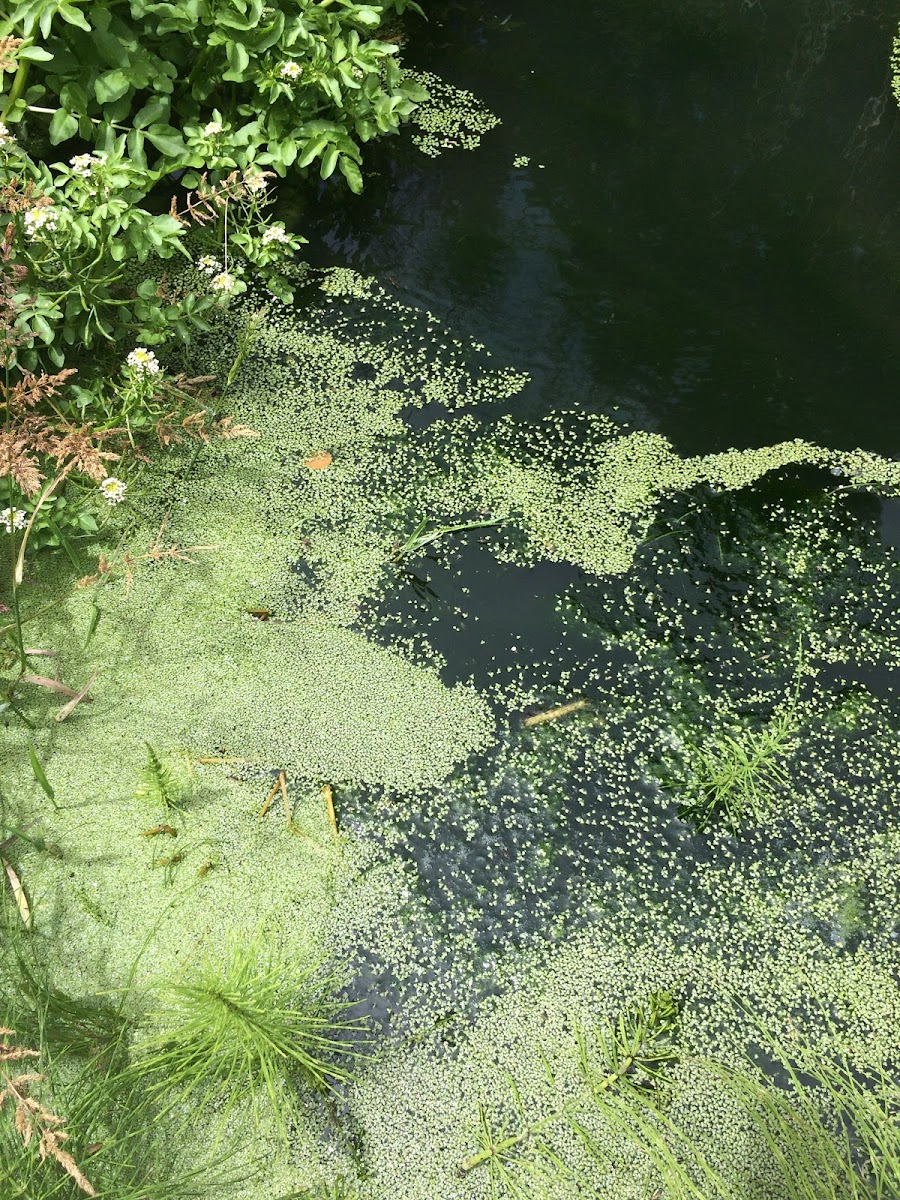 Duckweed