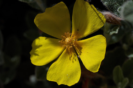 Halimium lasianthum alyssoides