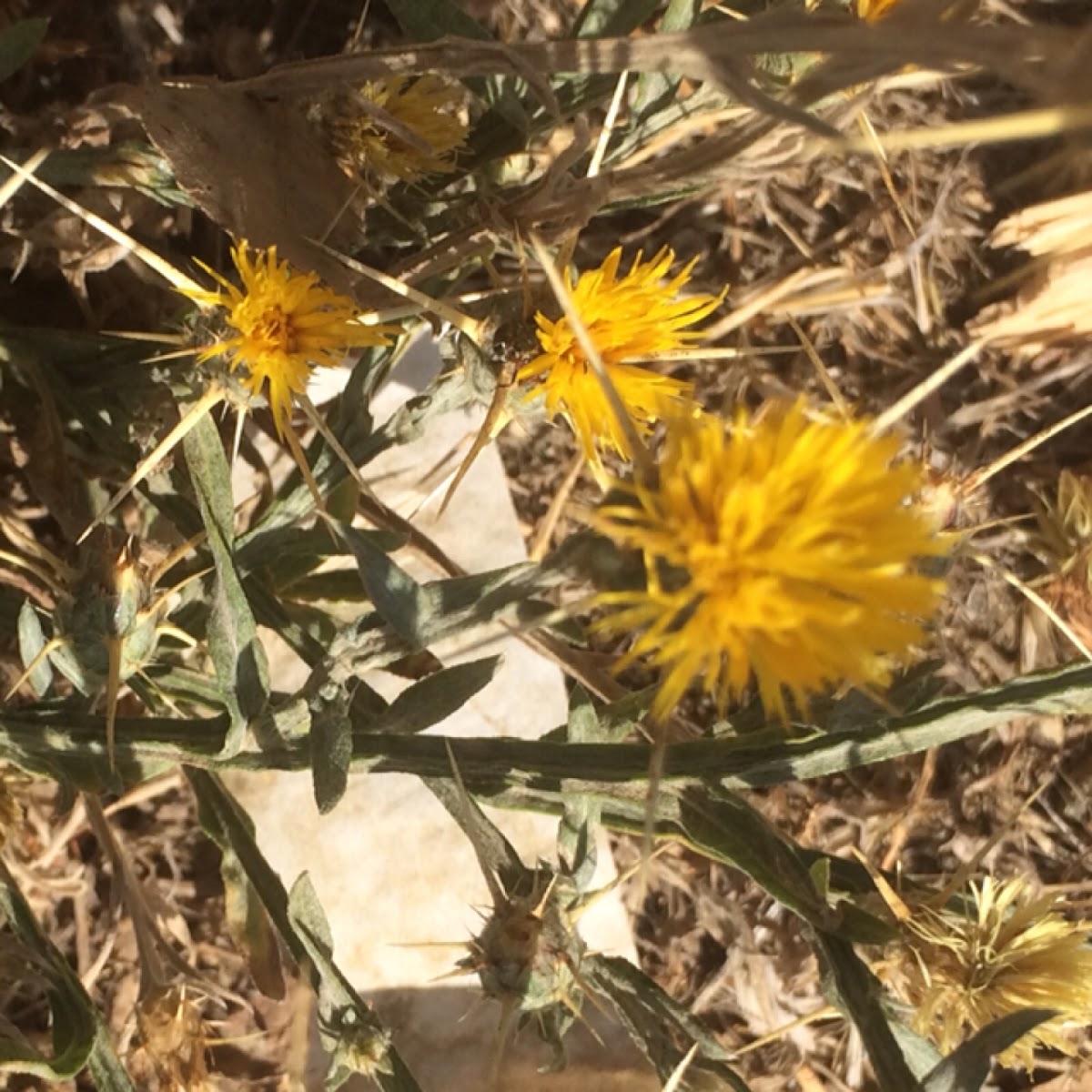 Yellow Star Thistle