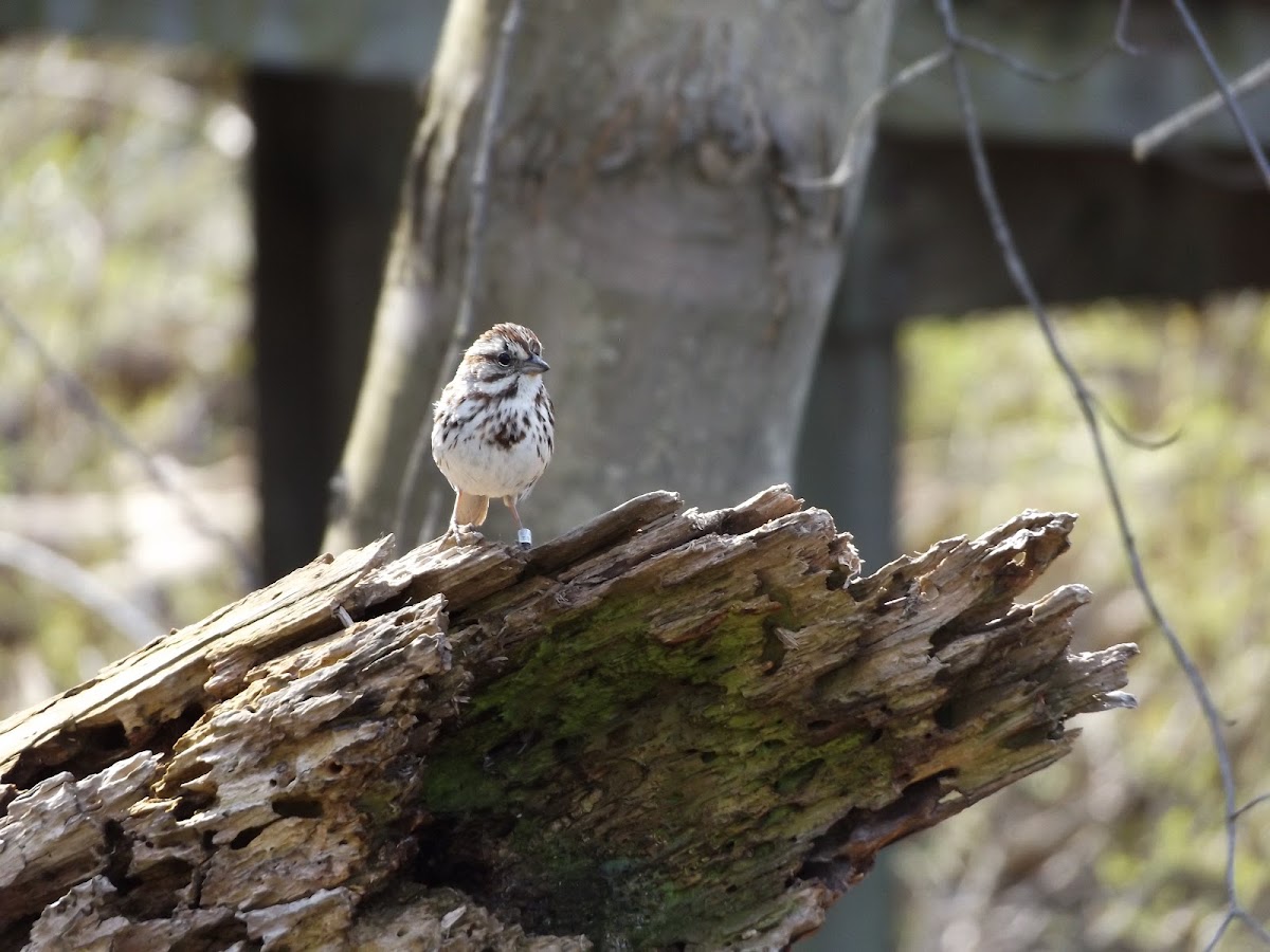 Song Sparrow