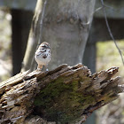 Song Sparrow