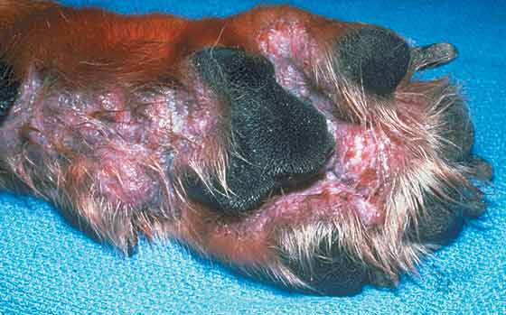 Severe pododermatitis in a 1-year-old, castrated Rottweiler with generalized demodicosis