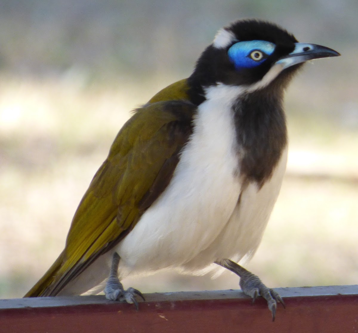 Blue-faced Honeyeater