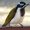 Blue-faced Honeyeater