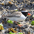 Shore Plover