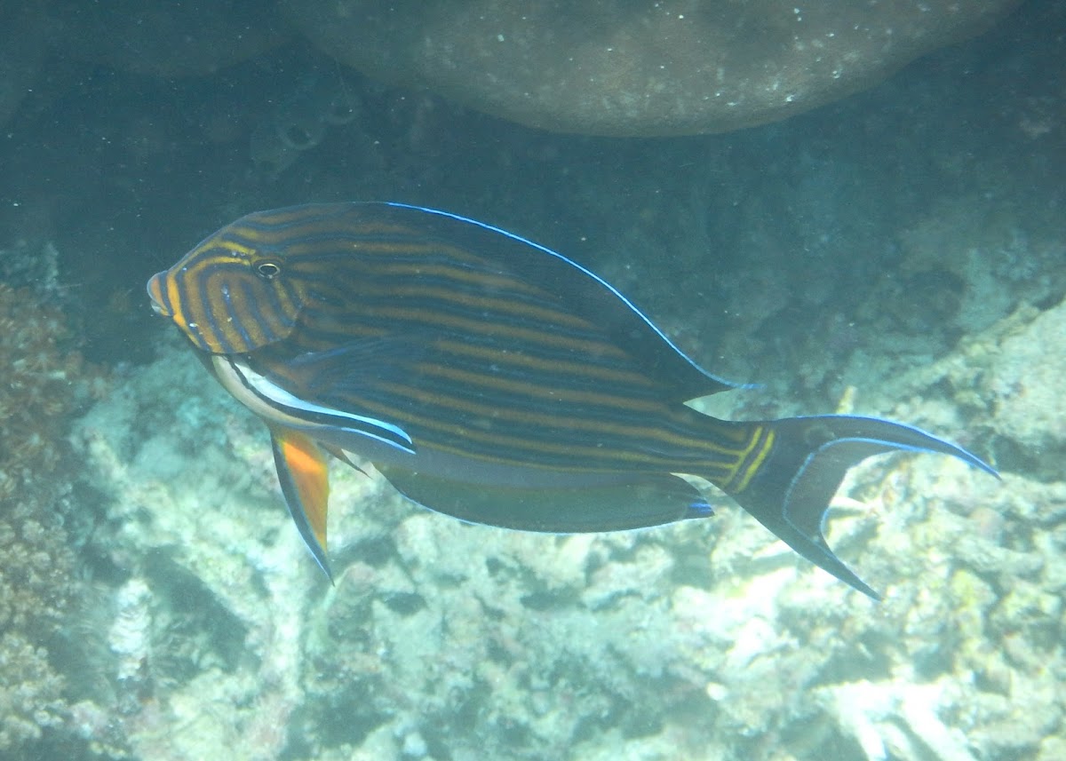 Blue-lined Surgeonfish