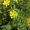 Golden Alexanders