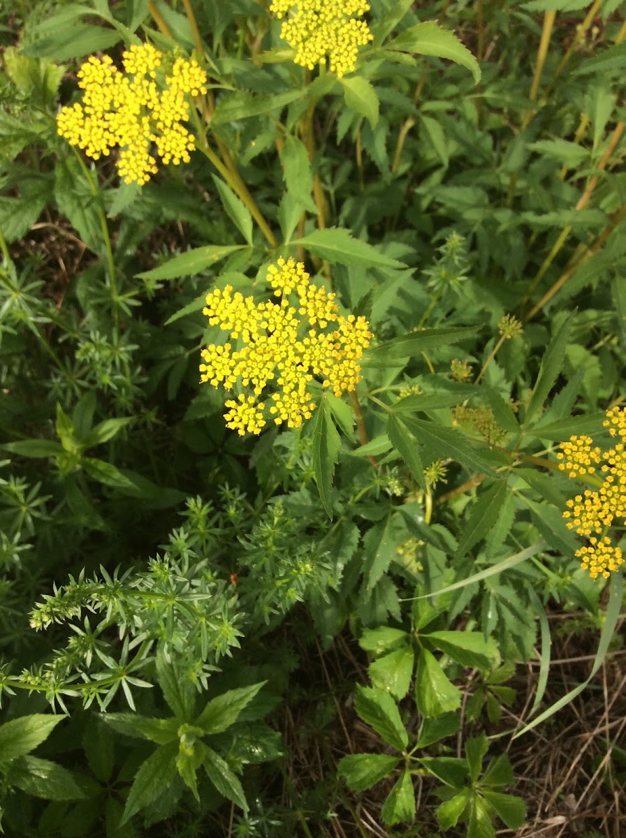 Golden Alexanders