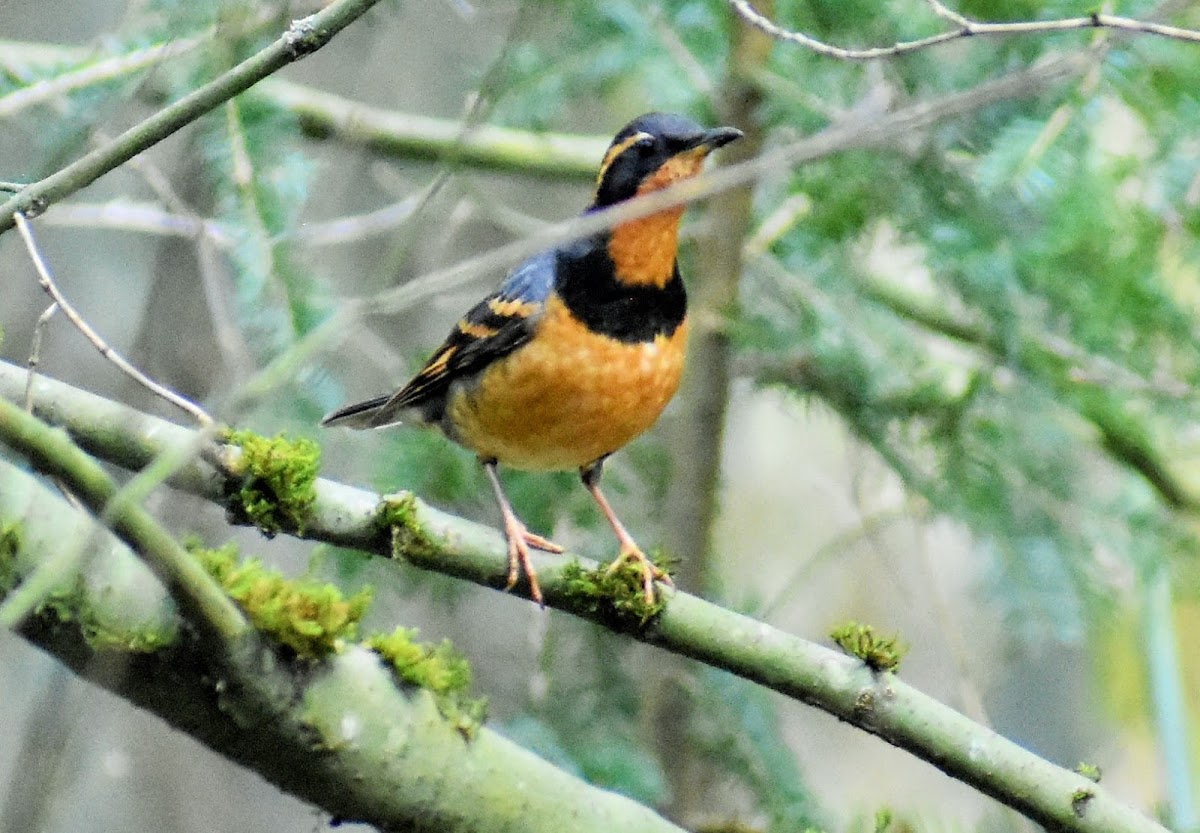 Varied thrush