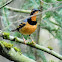 Varied thrush