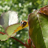 7-spot Ladybird